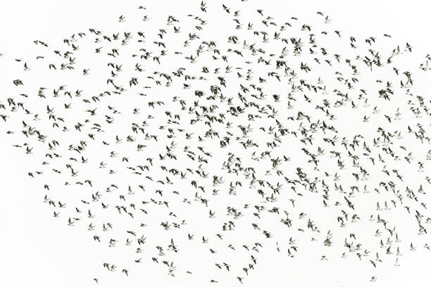 istock Flock of birds travelling together 986921838