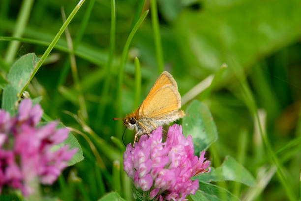 istock European Skipper Feeding on Red Clover Flower 986935214