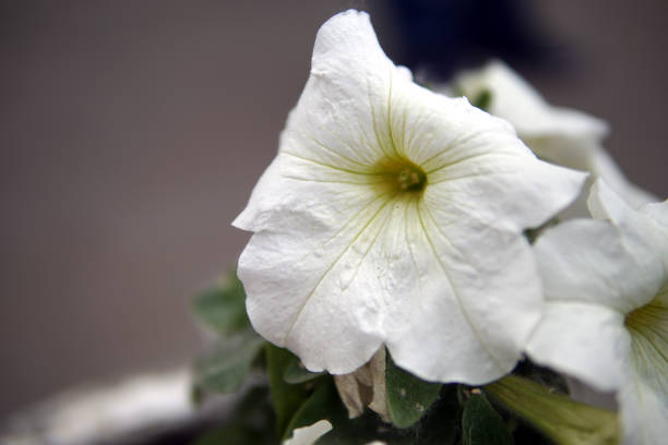Petunia white flowers closeup