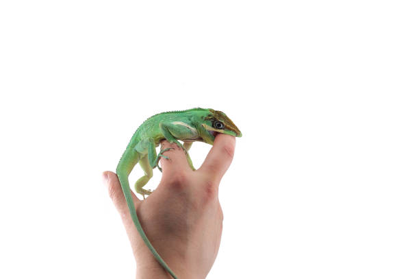 istock Knight Anole isolated on white background 986947094