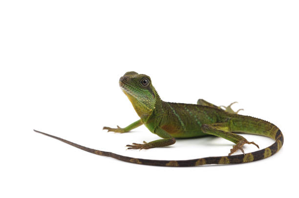 istock Chinese Water Dragon isolated on white background 986947098