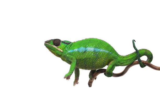 istock Green lizard Panther chameleon isolated on white background 986947152