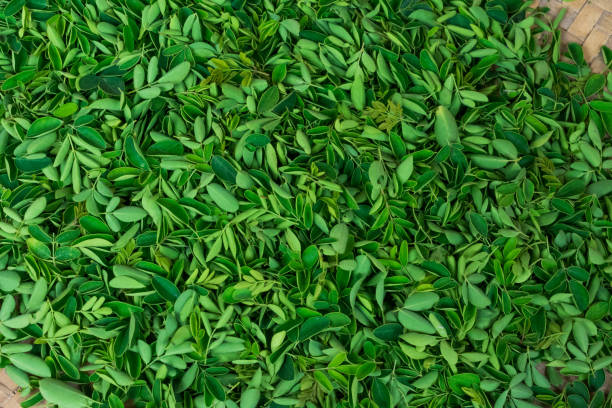 istock Drumstick greenery leaf collected on a plate close view awesome snap. 986963088