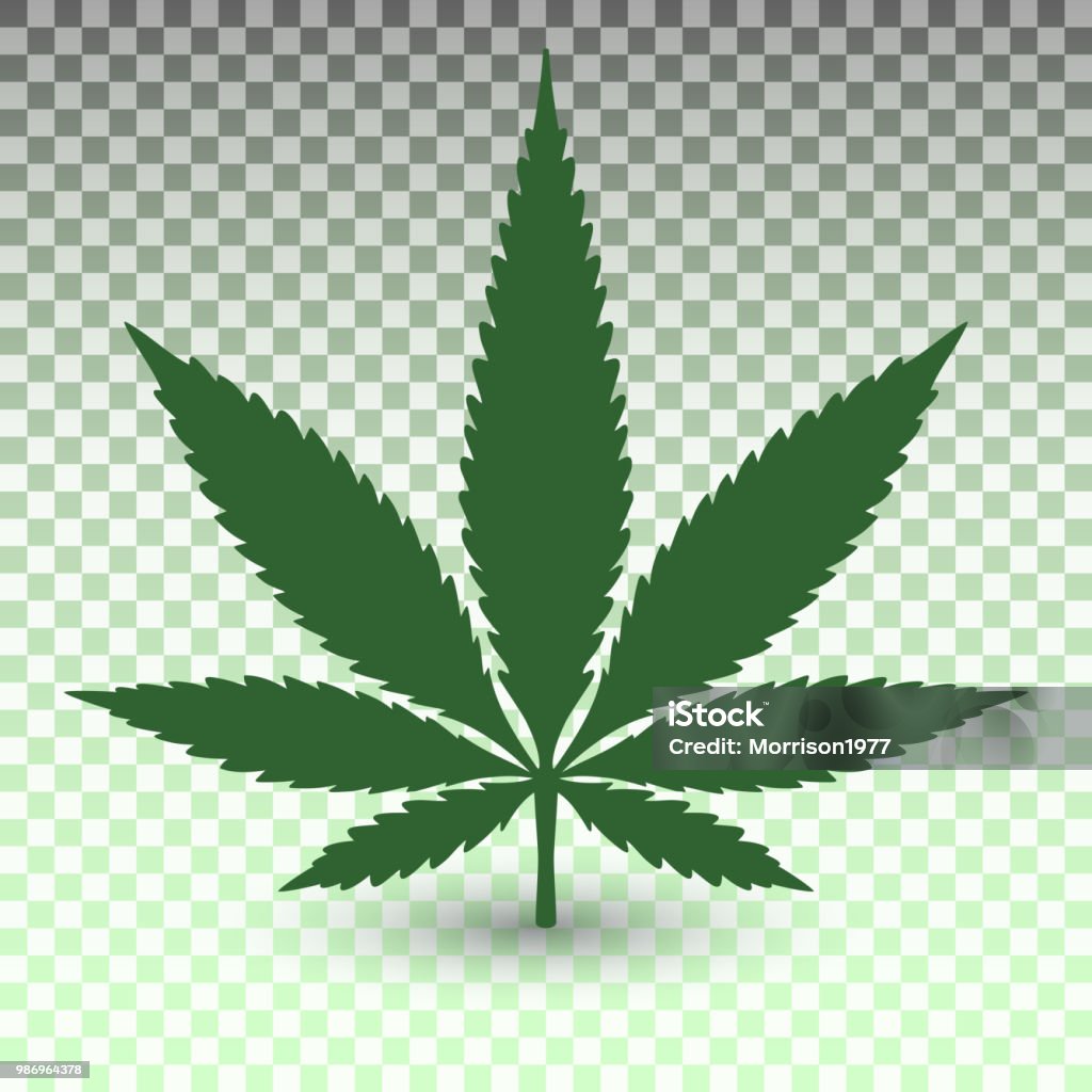 Hoja de marihuana en fondo transparente - arte vectorial de Hoja libre de derechos