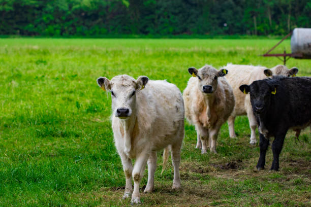 un rebaño de vacas en un campo verde - guernsey cattle fotografías e imágenes de stock