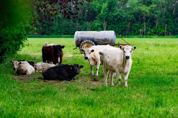 istock A herd of cows on a green field 986968406
