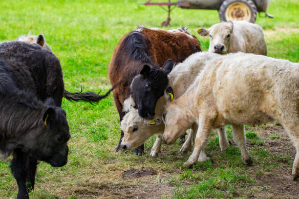 un rebaño de vacas en un campo verde - guernsey cattle fotografías e imágenes de stock