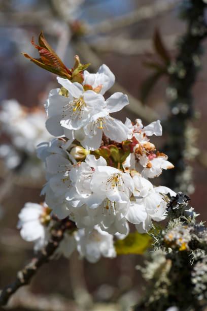 istock White flowers of cherry tree 986969498