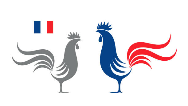 ilustraciones, imágenes clip art, dibujos animados e iconos de stock de gallo francés. gallo aislado sobre fondo blanco - french style