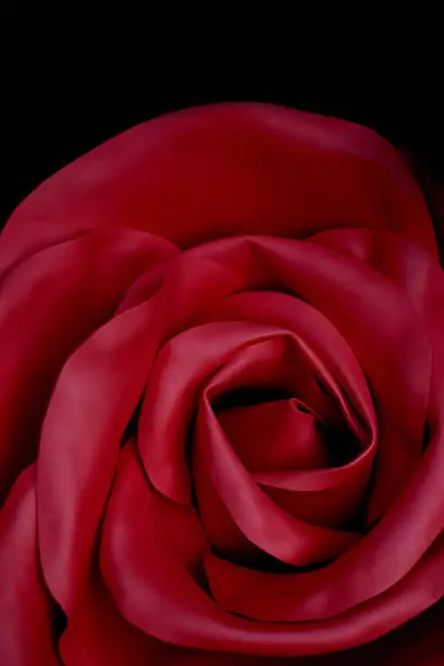 Red rose made of neoprene or artificial leather. Texture close