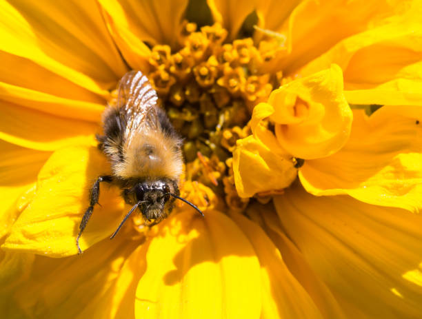 istock Honey bee resting on a bright yellow sunflower stamen 986985634