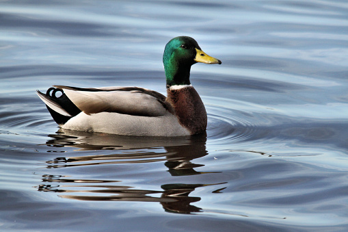 A view of a Mallard Duck