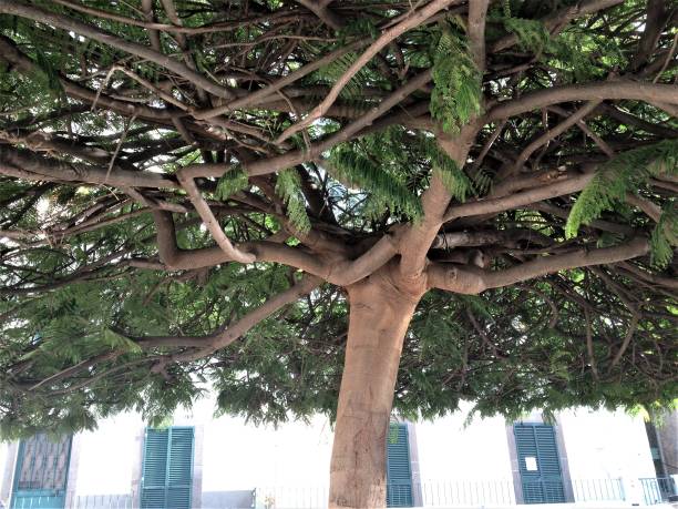istock Branches of this tree create an intricate web, accented by fern-like leaves. 986997574