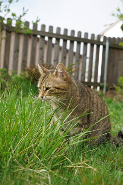istock European shorthair with striped gray 987001028