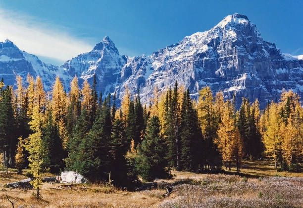 istock Larch Valley tamarack trees and mountains in autumn 987006072