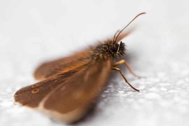 istock Speckled Wood Butterfly 987012416