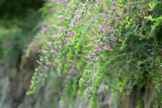 istock Japanese bush clover flowers 987012942