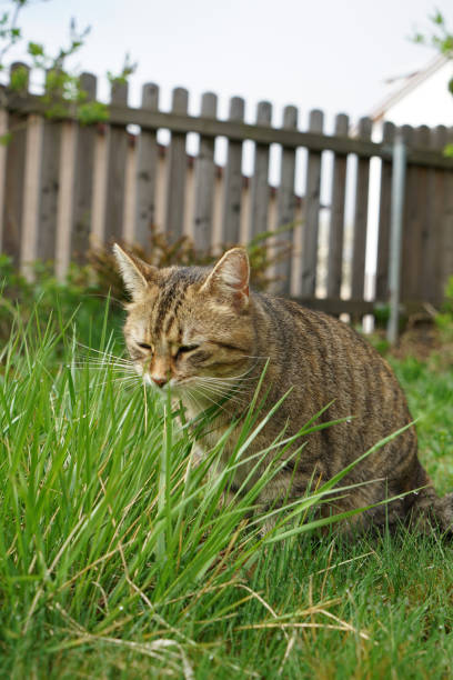 istock European shorthair with striped gray 987013374
