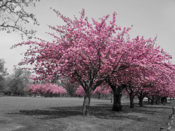 istock A row of Cherry Trees in Full Blossom 987013390