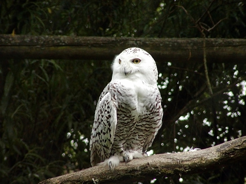 A white snow owl sitting on a stick