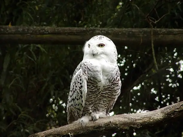 Photo of Snow Owl