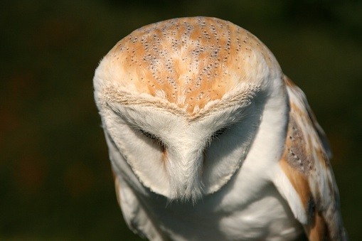 A snow owl looking wisely down