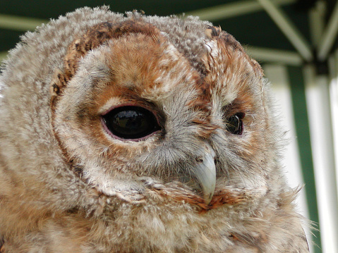 Closeup of an owl