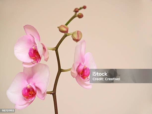 Delikatne Różowe Kwiaty Orchid - zdjęcia stockowe i więcej obrazów Minimalistyczny - Minimalistyczny, Orchidea, Bez ludzi