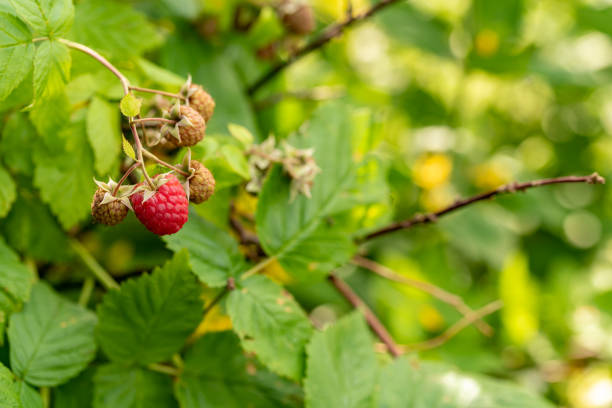 istock A raspberry surrounded from some unseasoned ones 987021208