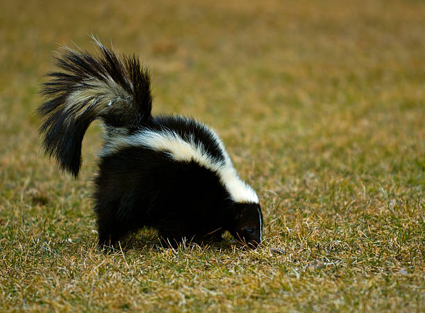 Striped Skunk Sniffs in the Grass stock photo