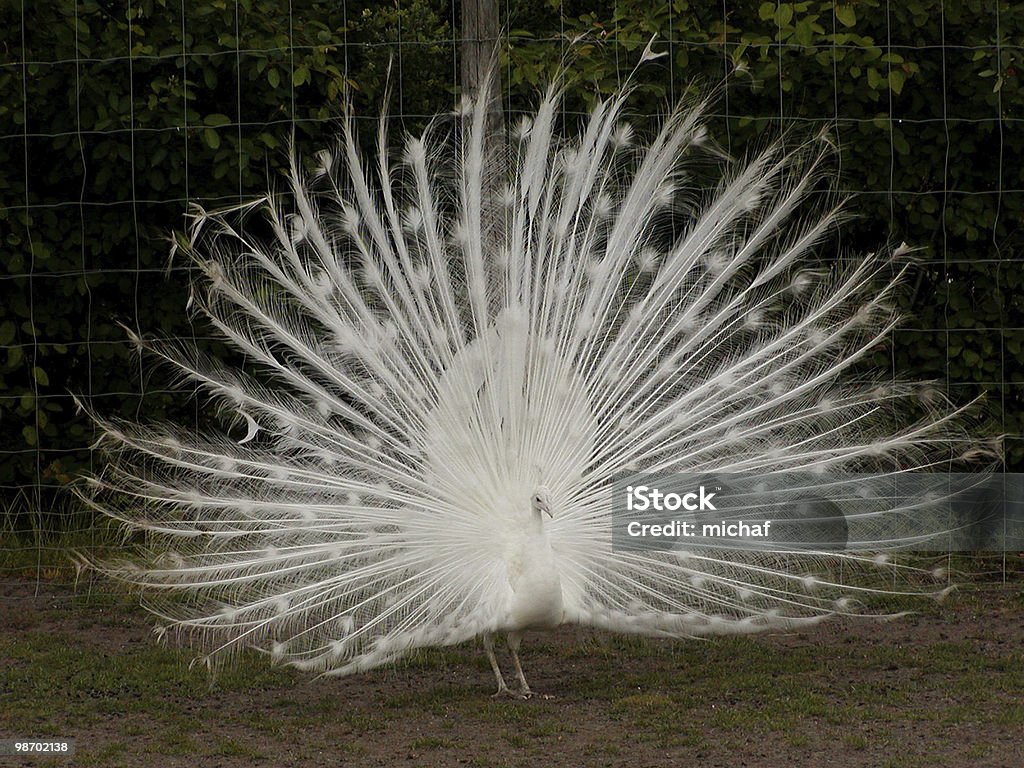 White peacock  Albino Stock Photo