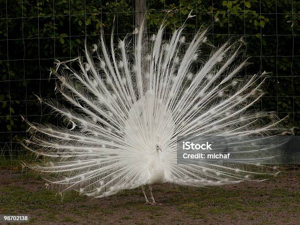 White Peacock Stock Photo - Download Image Now - Albino, Awe, Beauty