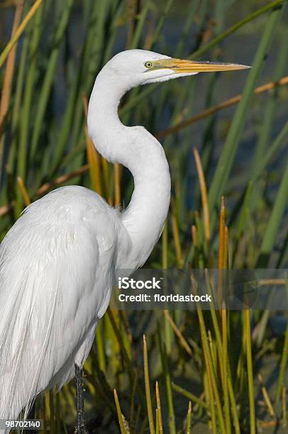 Photo libre de droit de Aigrette Pose De Marsh banque d'images et plus d'images libres de droit de Aigrette - Aigrette, Animaux à l'état sauvage, Beauté