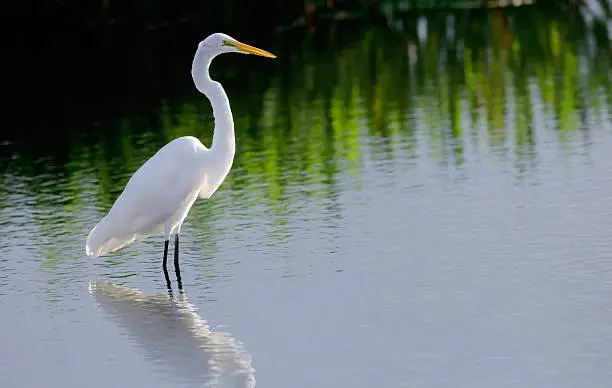 Photo of White egret standing on the waters of a wetland