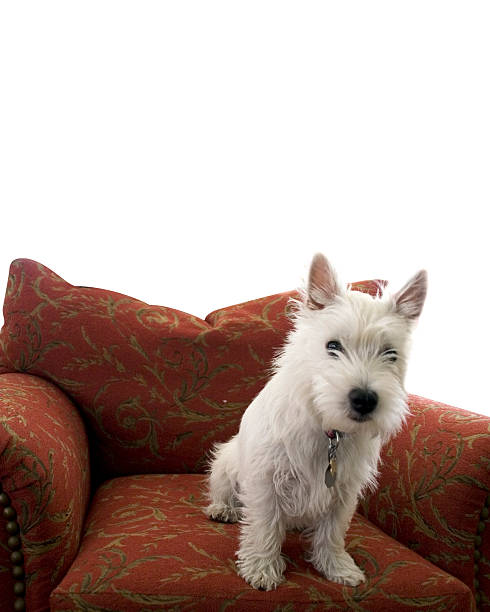 Westie Puppy stock photo