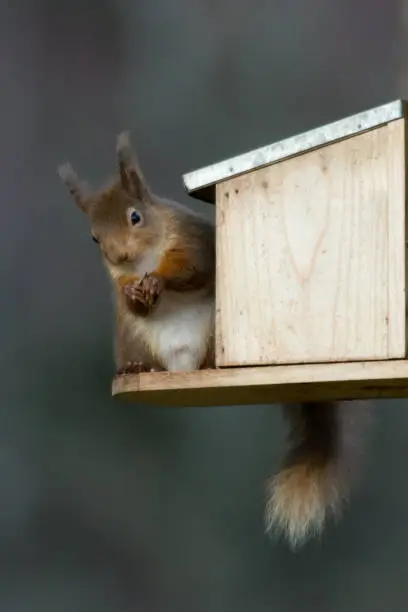 A collection of wildlife photos from Scotland and the Farne Islands in Northumberland England.