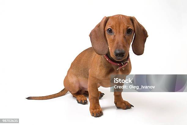 小型犬 - かわいがられているペットのストックフォトや画像を多数ご用意 - かわいがられているペット, ふわふわ, イヌ科