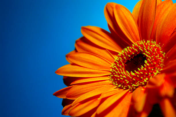 lumineuse gerbera - flower single flower orange gerbera daisy photos et images de collection