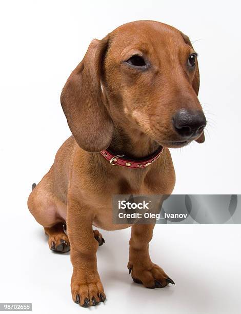 Mały Pies - zdjęcia stockowe i więcej obrazów Bez ludzi - Bez ludzi, Bloodhound, Brązowy