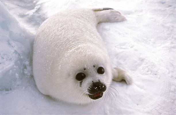 istock harp seal pup on ice floe 98702696