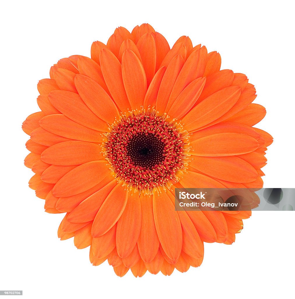 Close up of a orange gerbera flower Orange gerbera Chamomile Stock Photo