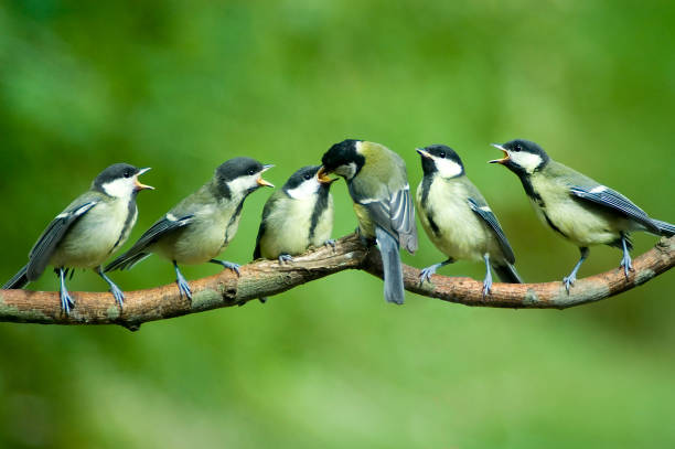 большая синица семья кормления от матери - photography young animal bird young bird стоковые фото и изображения