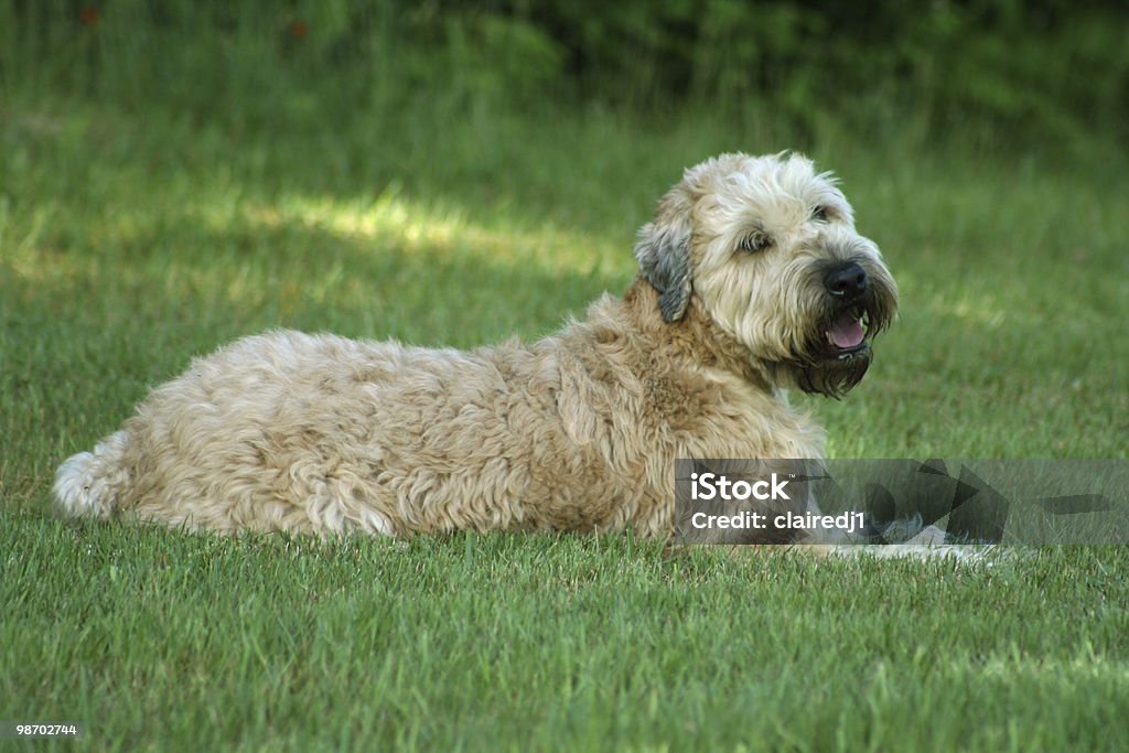 경견: 소프트 코팅됨 Wheaten 테리어 - 로열티 프리 개 스톡 사진