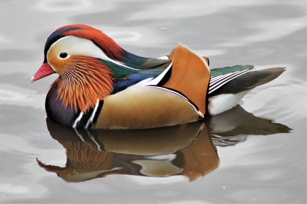 istock A view of a Madarin Duck 987028238