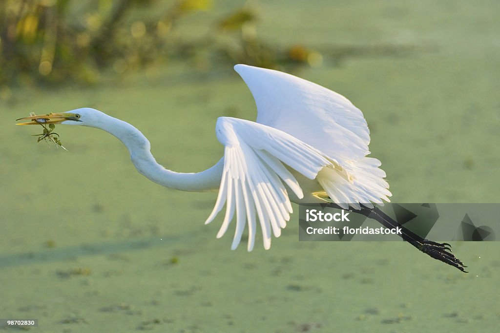 Grande aigrette blanc de la pêche à la mouche - Photo de Aigrette libre de droits