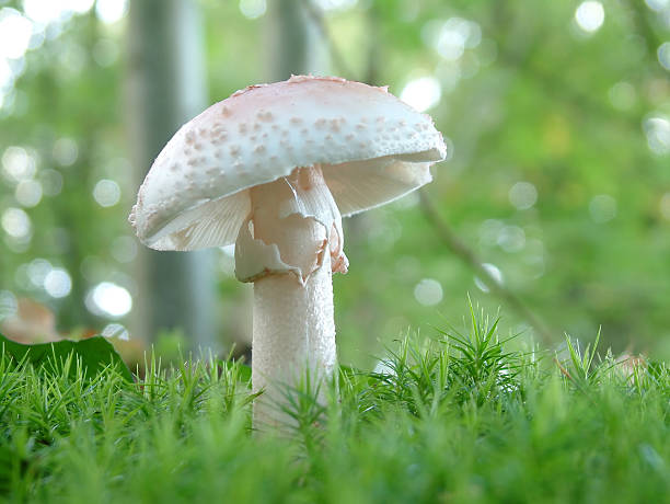 Amanita verna mushroom White mushroom in the forest - Amanita verna amanita stock pictures, royalty-free photos & images
