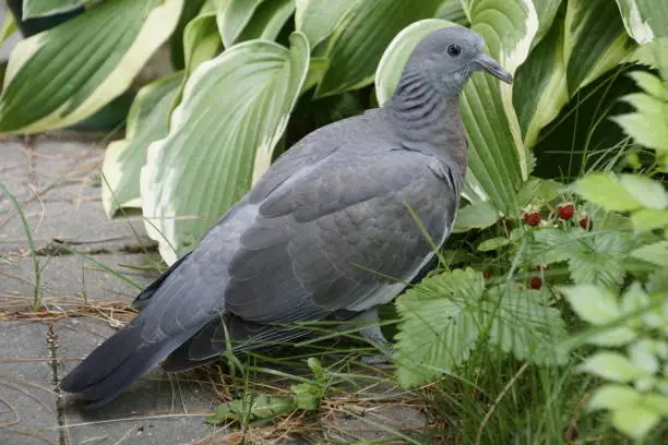forest dove , a bird in the garden