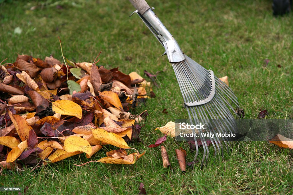 Cumuler les feuilles - Photo de Automne libre de droits