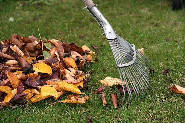 istock A rake and a pile of browned leaves 98702945
