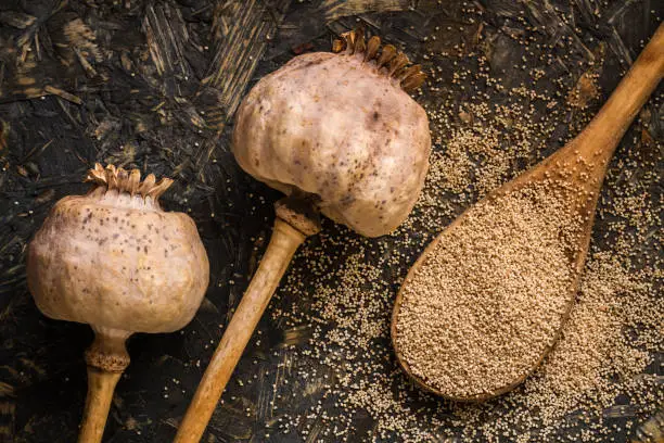 Dried poppy heads and poppy seeds in a wooden spoon